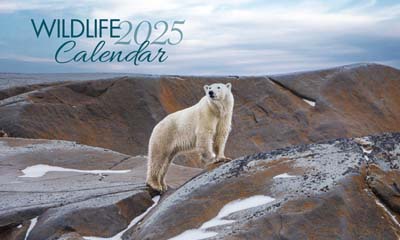 Free 2025 Canadian Wildlife Calendar