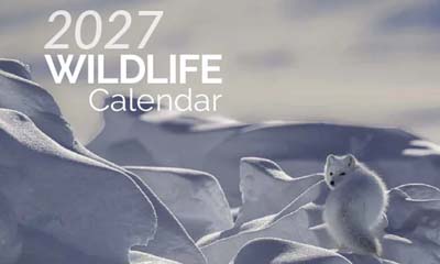 Free 2027 Canadian Wildlife Calendar
